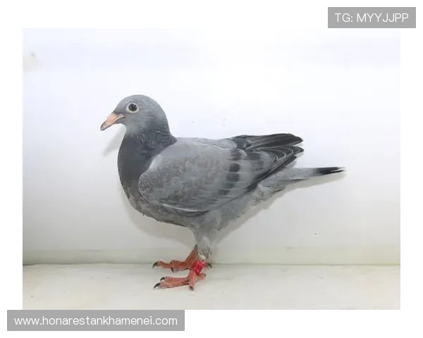 ag8娱乐官网用户口碑与评价分析,真实玩家分享平台优势与使用体验的全面报告